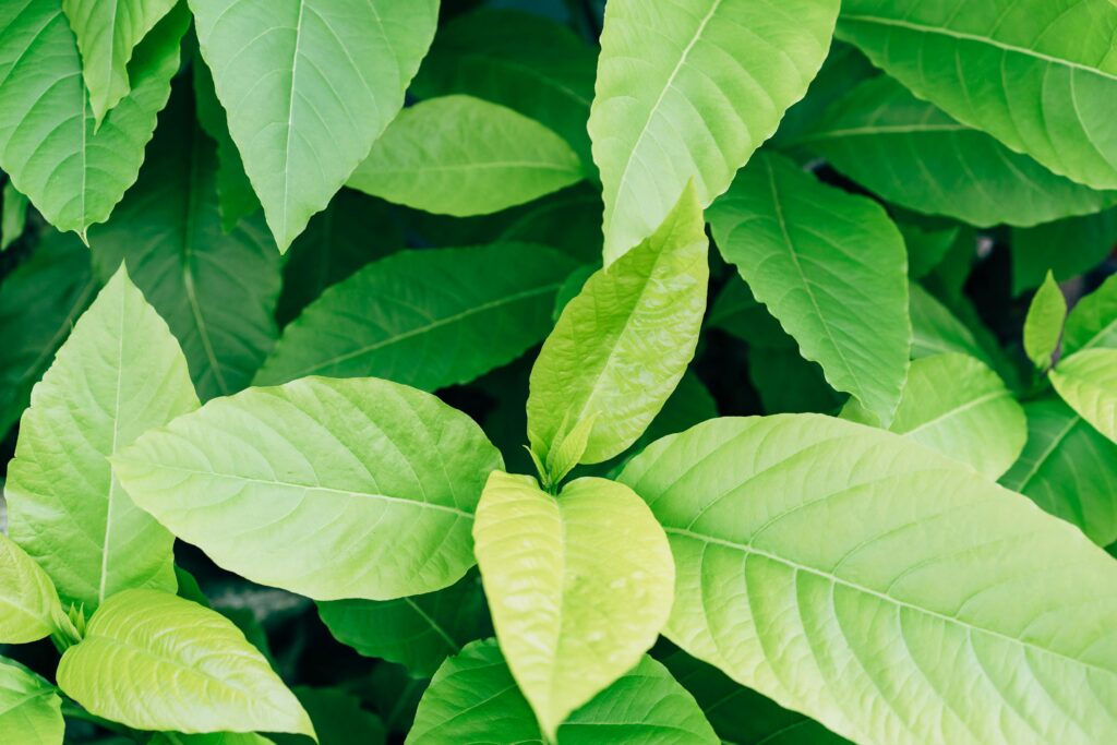 Organic social – świeże zielone liście roślin w naturalnym świetle, symbolizujące ekologię i zrównoważony rozwój